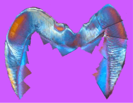 Smaller Magnification Image Smaller Magnification Image